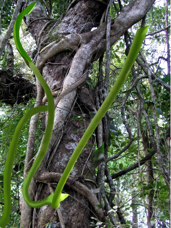 Creation of Jungle Life: Step 18